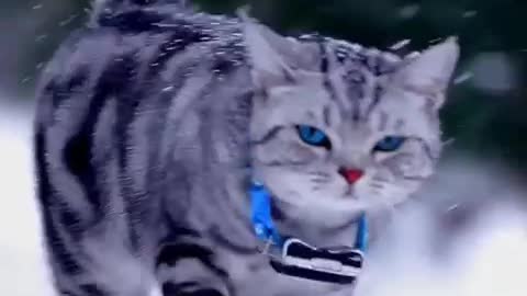 funny animal videos that will make your day better