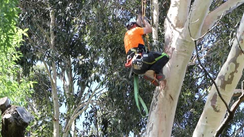 Tree pruning by a professional arborist