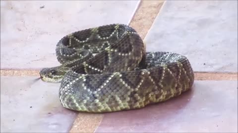 SNAKE RATTLER - (Crotalus)