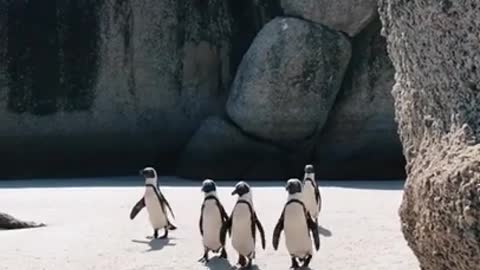Funny Animal Video Cute Penguins Walking