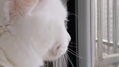 Do you like white cats?