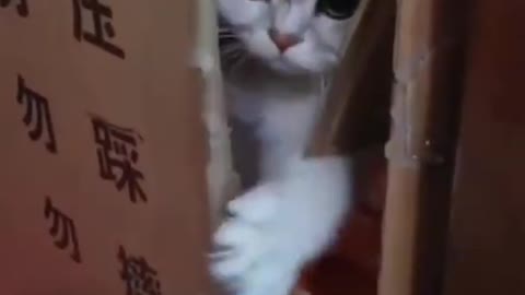 Your Are Not Invited Cat Funny Video