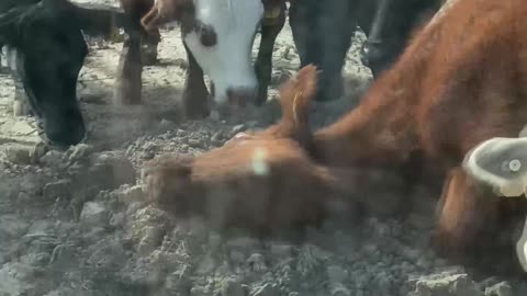 Rancher Frustrated by Confused Cows