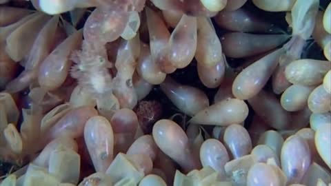 Octopus eggs hatching