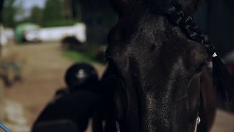 Grooming a horse in the stall