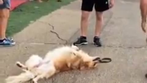 Super relaxed dog sprawls out at the park