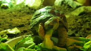 Turtle eating food