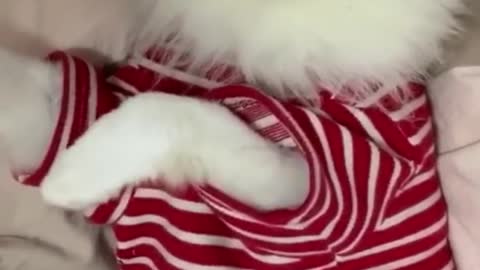 Funniest Cat Video Clips Amazing Kitten