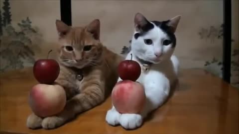 the most well trained cats ever - how to train a cat -how to train a kitten - online cartoons world