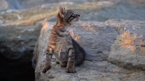 Cute Tabby Kitten Is Playing With A Child