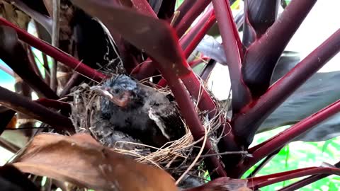 Newly born baby birds in the nest|Bird Chick (Nestlings) In a Small beautiful Nest| #urbanpets