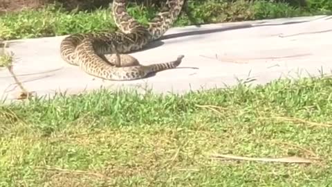 Rattlesnakes on the Sidewalk