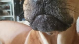 Brown dog lays on white bed and howls to owner