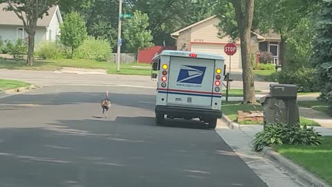 Persistent Turkey Pursues Mailman