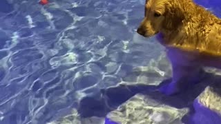 Dog Dives to Fetch Ball Out of Pool