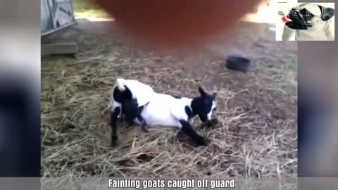 goats falling down pretending to faint