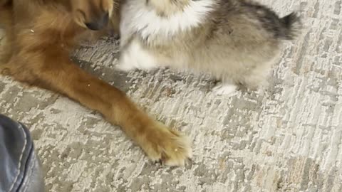 Patient Golden Plays With Crazy Corgi Puppy