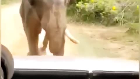 wild elephant angry attack 😱 #wildlife #elephant