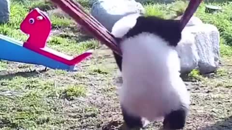 Baby panda trying to get on a hammock.. 😂