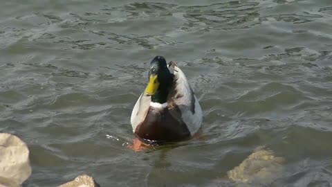 A duck enjoying swimming