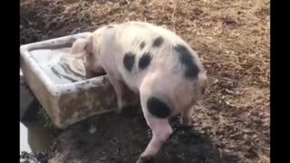 The Piglet drinks and immediately pees