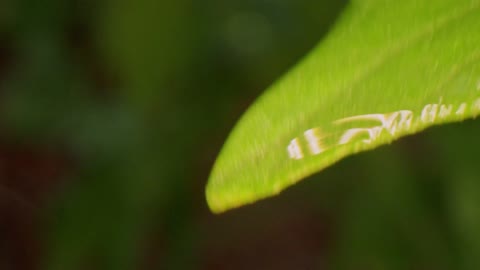 Close-Up Footage Of Dew Drops On Leaves
