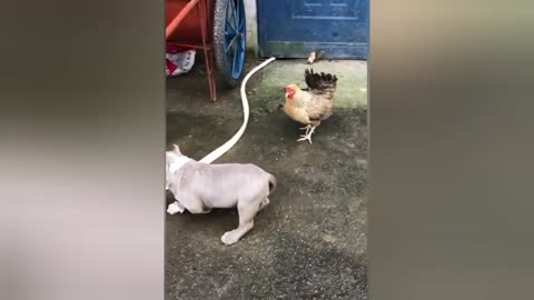 Dog Fight, funny