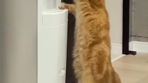 Smart cat drinking water directly from water dispenser