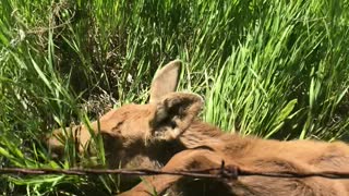 Man Saves Baby Moose Tangled up in Barbwire Fence