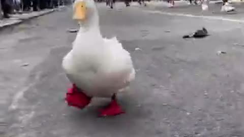 Duck at a marathon