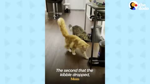 Cat Brothers Race Each Other To Their Food Bowls ｜ The Dodo Cat Crazy_p1