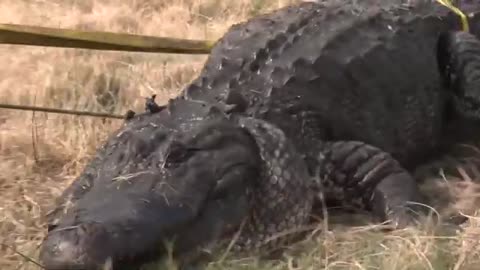 Officials relocate gators from South Padre island in anticipation of Hurricane Beryl