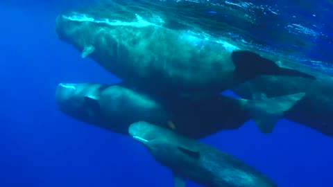 Sperm Whale Codas