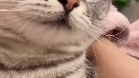 Funny cute cat