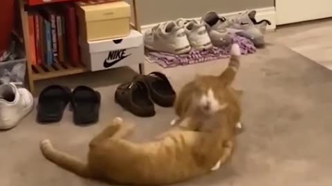 Funniest video clips of animals