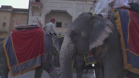Amer Fort Jaipur Rajasthan India 23 Elephants