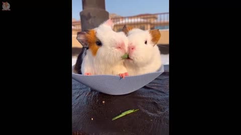 Funniest Hamsters Of All Time - Funny Hamster Videos