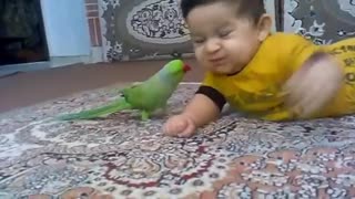 Parrot Playing With baby