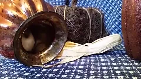 Sleepy Bunny Doesn't Want to Come Out of Pumpkin