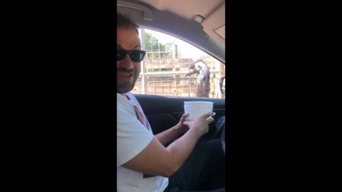 Comedian Has A Wild Confrontation With A Belligerent Emu