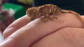 Baby dinosaur lizard