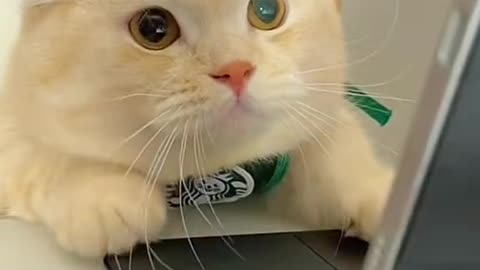 Funny Cute cat 😂😂