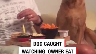 Dog acting like he doesn't want some food