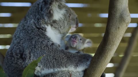 Most precious Koala Joey moments ever! -2