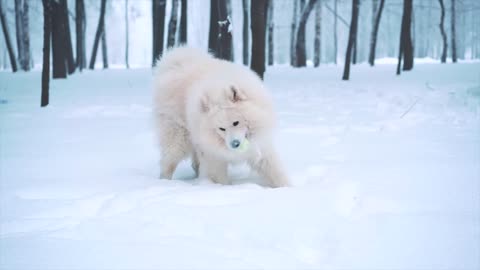 beautiful dog playing in the snow