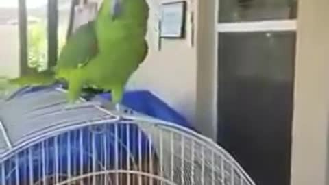 Parrot singing spanish & talking