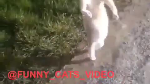 Funny and Cute Cat Videos #309
