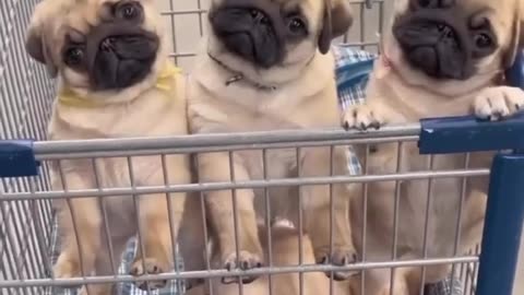 Funny Pug