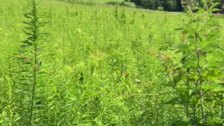 Sights and Sounds of the Meadow