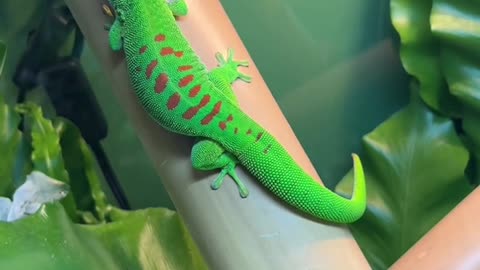 Giant day gecko shedding 🦎🦎🦎